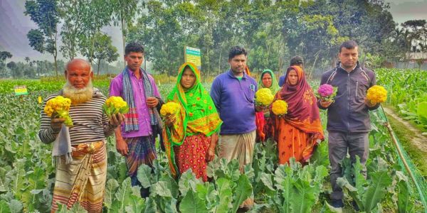 লালমনিরহাটের কালীগঞ্জে নতুন করে যুক্ত হয়েছে রঙিন ফুলকপি চাষ